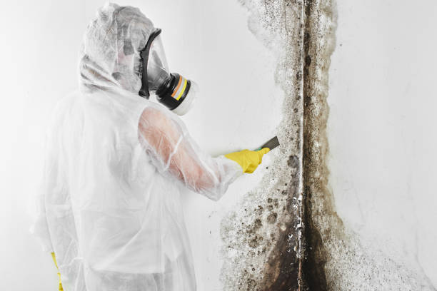 Best Residential Mold Removal  in Arrowhead Beach, NC