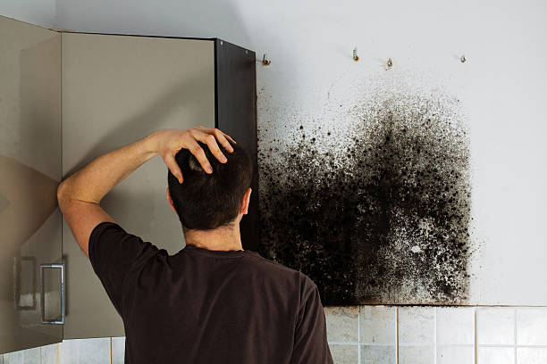 Professional Mold Removal in Arrowhead Beach, NC