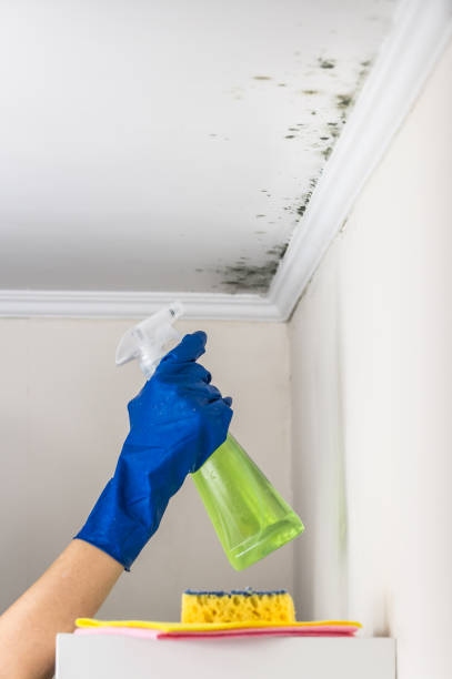 Best Crawl Space Mold Removal  in Arrowhead Beach, NC